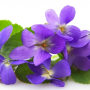 Fleur de Violette