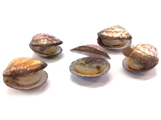 Amandes de Mer